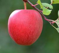 Ahrista Apple variety